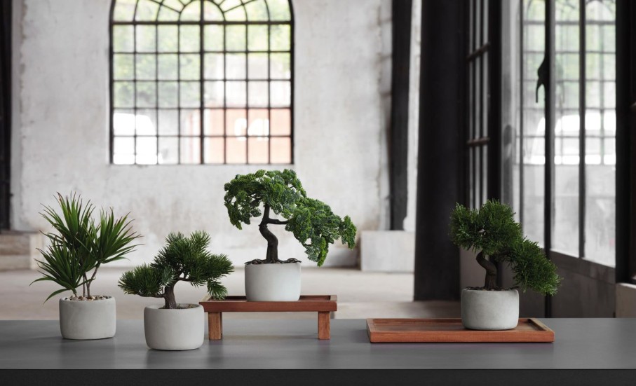 Interior pflanzen zweige | Bonsai, Palme Bonsai